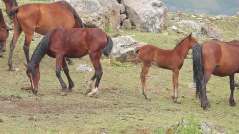 caballo tirado en la hierba para rascarse en el prado de la montaña mientras el rebaño está pastando