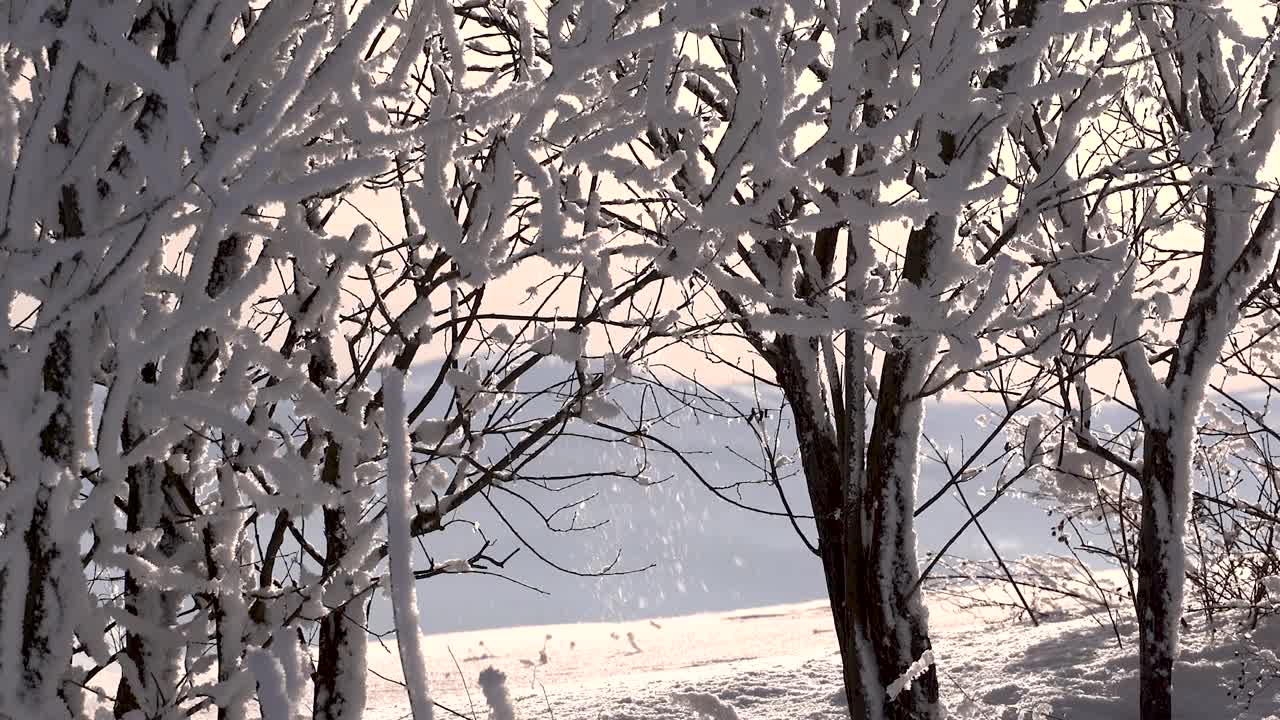 겨울 눈 풍경에서 나뭇가지에서 떨어지는 눈의 총 아래로 천천히 기울이기