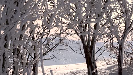 slow tilting down shot of snow falling off tree branches in winter snow landscape