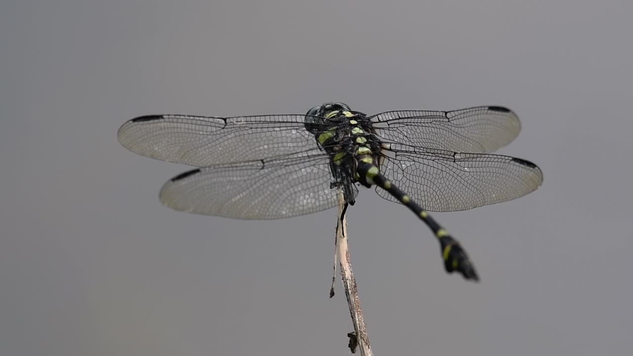 la libélula de cola de brida común se ve comúnmente en tailandia y asia