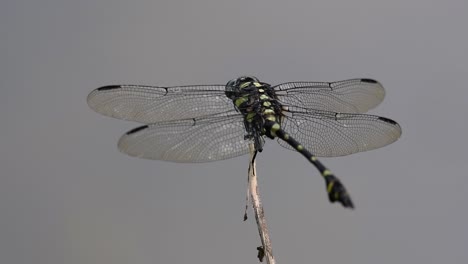 the common flangetail dragonfly is commonly seen in thailand and asia