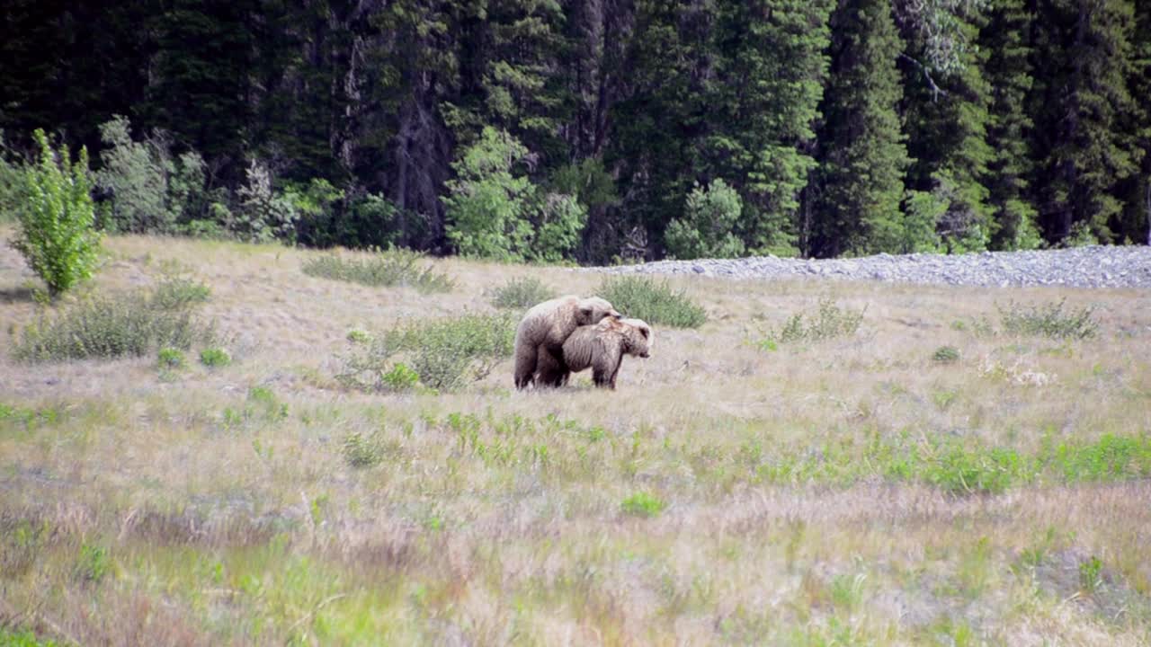 Orsi grizzly canadesi si accoppiano e la femmina si allontana correndo, ripresa in campo lungo