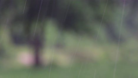 rain comes in the jungle anytime and one must enjoy the most out of it
