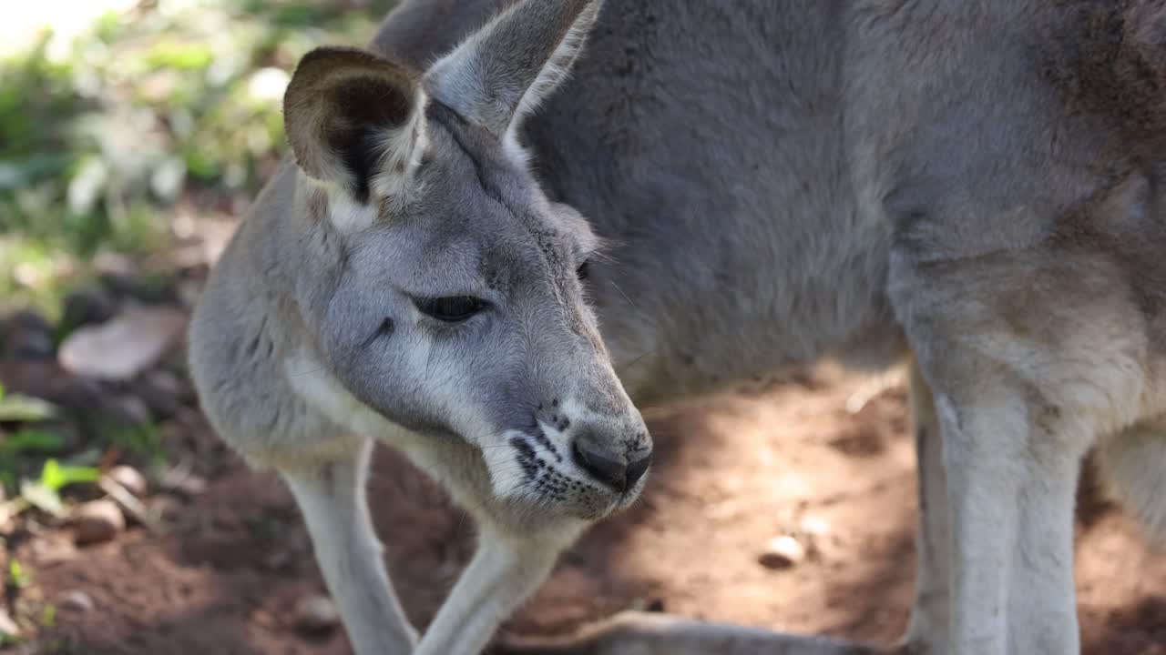 un canguro gris comiendo en un zoológico