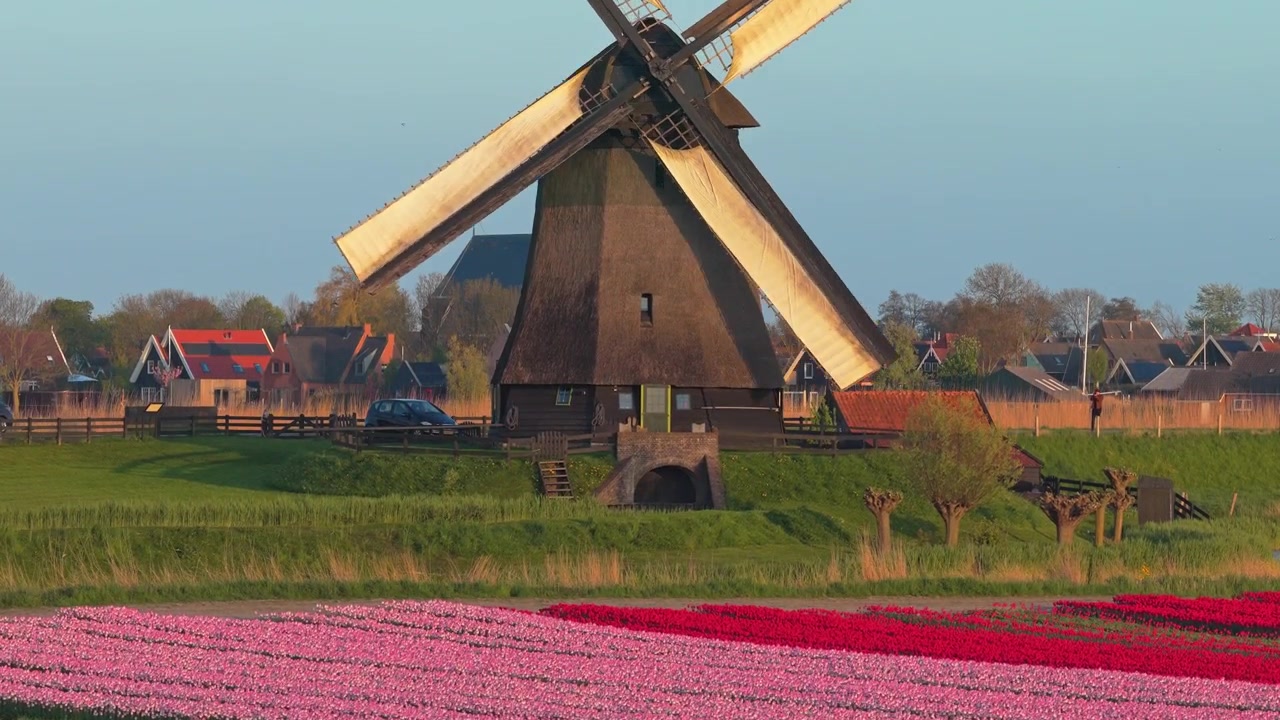Ikonisk nederlandsk vindmølle med spinnende vinger i gyllen time-lyset. Pittoresk landskap med levende tulipanåkre og en sjarmerende landsby.
