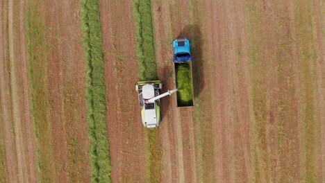 Wheat-silage-picking-process-post-harvest-into-a-truck-trailer,-Aerial-view