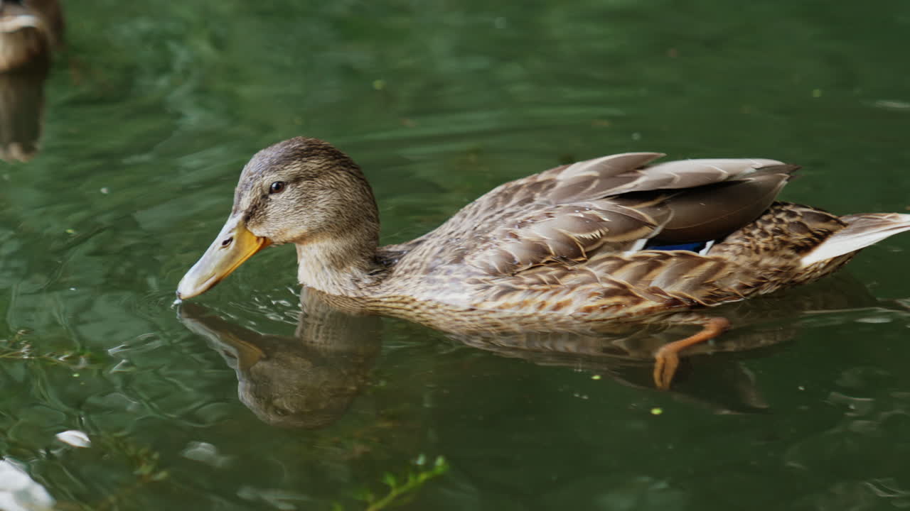 Lovely medley mallard on the calm river. Wild duck searching for duckweed to eat. Close up.