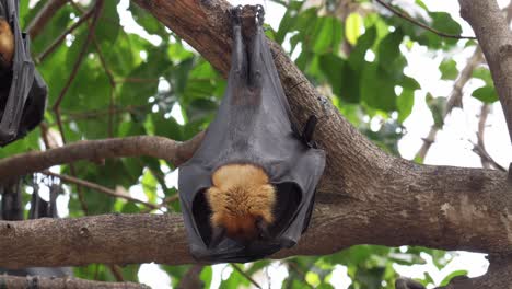 El-Zorro-Volador-De-Lyle-Macho-Está-Durmiendo.