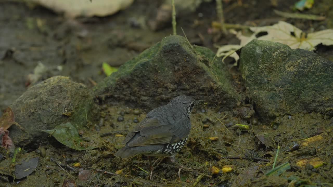 vista trasera del pájaro sunda thrush en la jungla en busca de comida