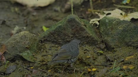 back view of sunda thrush bird in the jungle looking for food