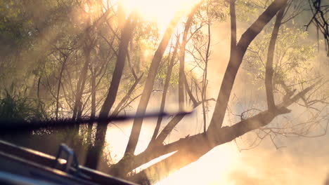 la luz del sol brilla a través de los árboles y la niebla y la neblina