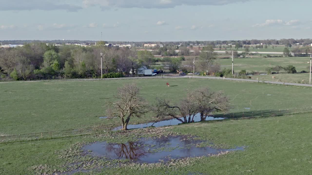 low altitude aerial b-roll of a bull in the field beyond the shaded pond