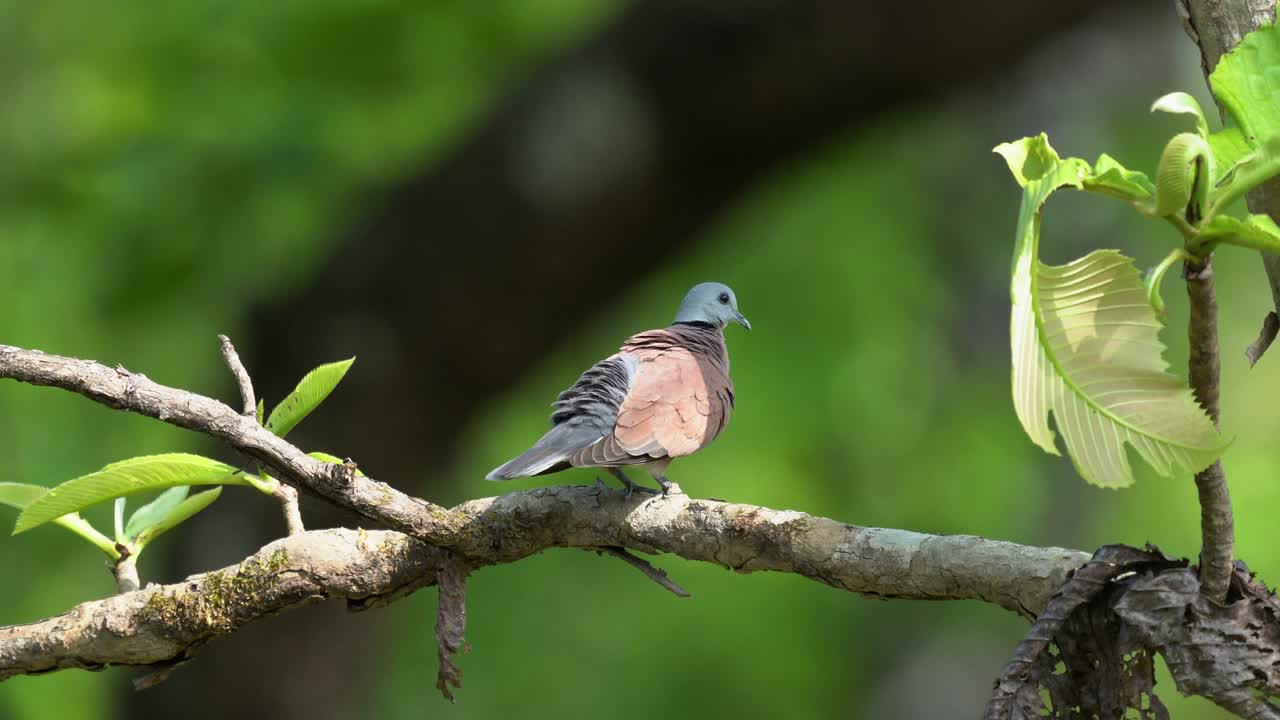 una tórtola roja o una paloma de collar rojo sentada en un árbol acicalándose las plumas