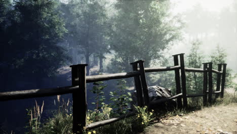 a foggy forest path