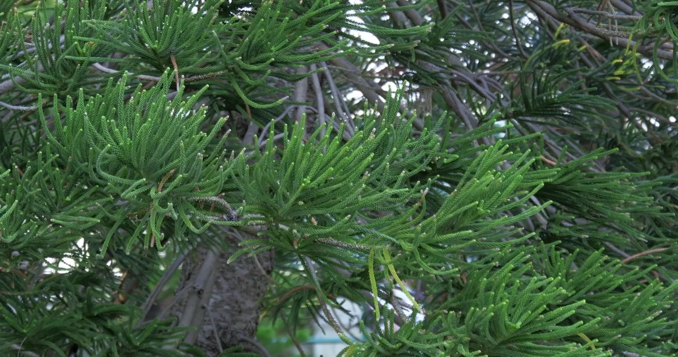 Un primo piano vibrante di lussureggianti pini verdi che mostrano la bellezza della natura in un ambiente forestale tranquillo.