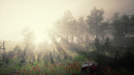 sunbeams entering forest on a misty autumnal morning