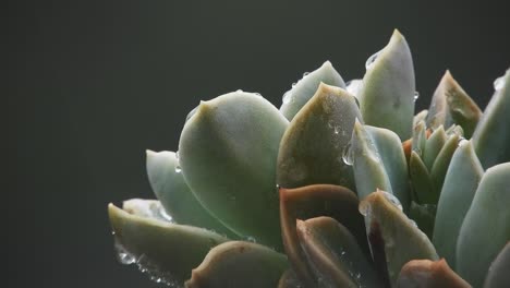 echeveria elegans húmedo suculento con suaves gotas de lluvia cayendo en el fondo de esta planta en un día lluvioso
