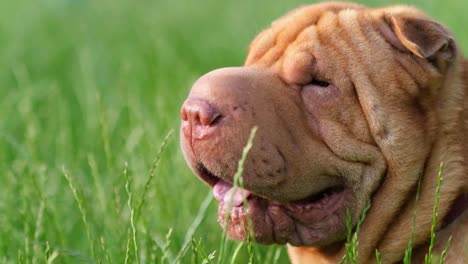 shar-pei dog in grass