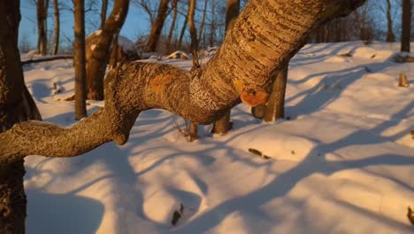 Rama-De-árbol-Torcida-En-El-Bosque-De-Invierno-De-Cerca,-Ambiente-Sostenible