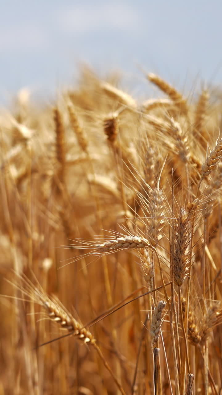 Rural scene of agricultural plants. Ripe spikelets of wheat swinging by wind on field. Golden ears of dry wheat on blur background. Close-up. Vertical video