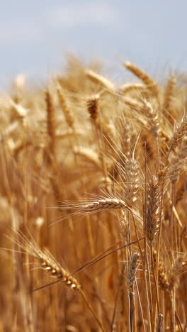 rural scene of agricultural plants. ripe spikelets of wheat swinging by wind on field. golden ears of dry wheat on blur background. close-up. vertical video