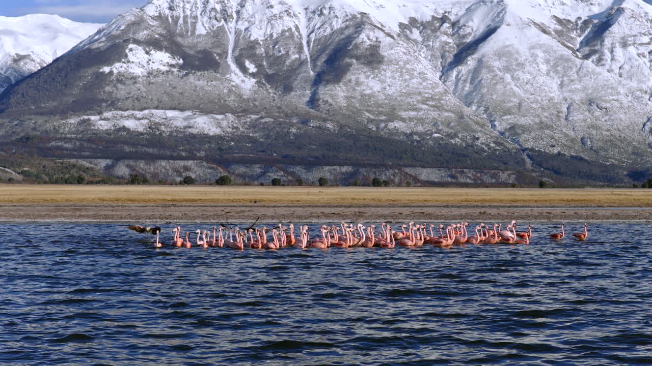 Closer drone view about a flock of flamingos resting on lake shore near snowy mountain peaks, Patagonia, Argentina