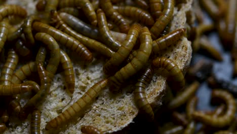 el gusano de la harina es una especie de escarabajo oscuro que se usa para alimentar mascotas como peces, serpientes, pájaros y ranas