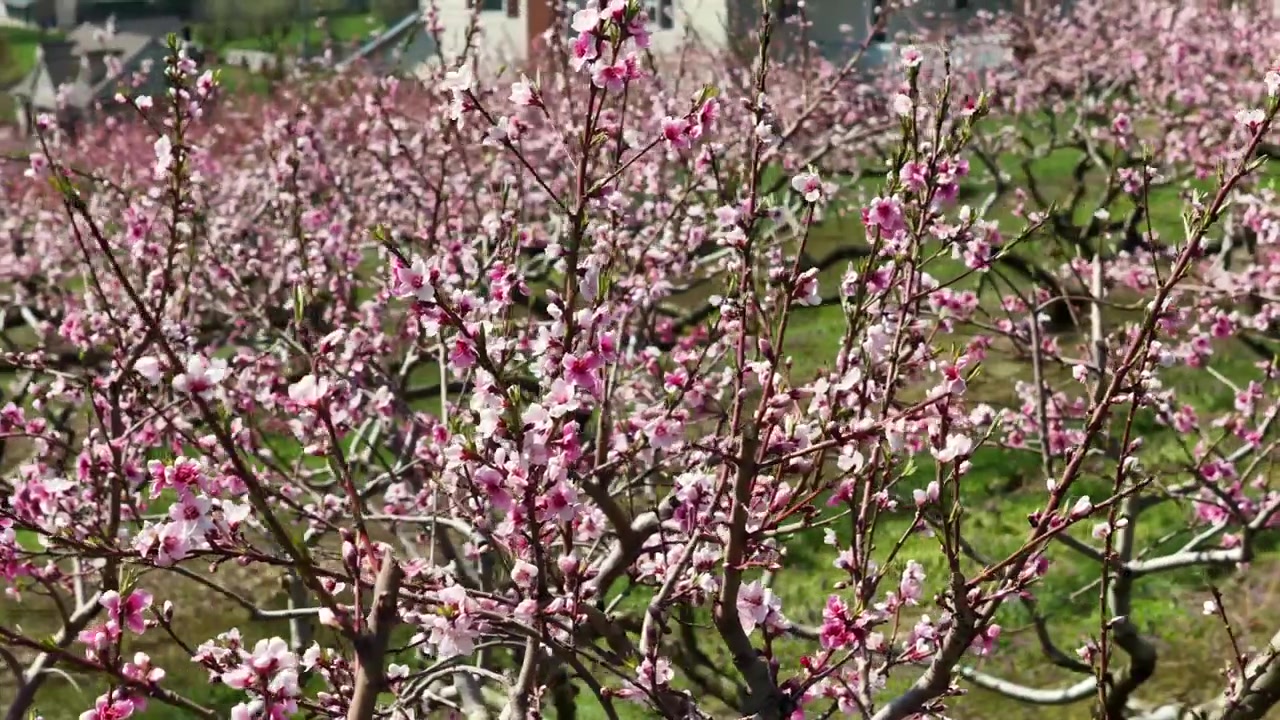 Vista aerea ravvicinata di peschi in fiore in un frutteto di una fattoria americana durante la primavera, con fiori rosa, rami fioriti e un tranquillo paesaggio rurale.