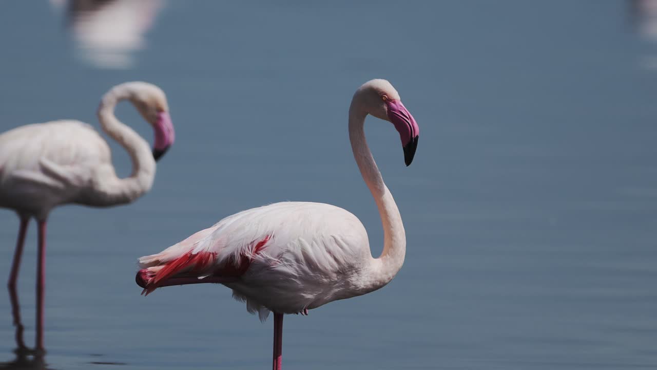 탄자니아의 앙두투 호수 (ndutu lake) 에 있는 플라밍고 (flamingo) 는 앙두토 국립공원의 ngorongoro conservation area (ngra) 에 있는 아프리카의 동물과 야생동물 사파리 (wildlife safari) 에 있는 핑크 플라밍코 (pink flamingo) 입니다.