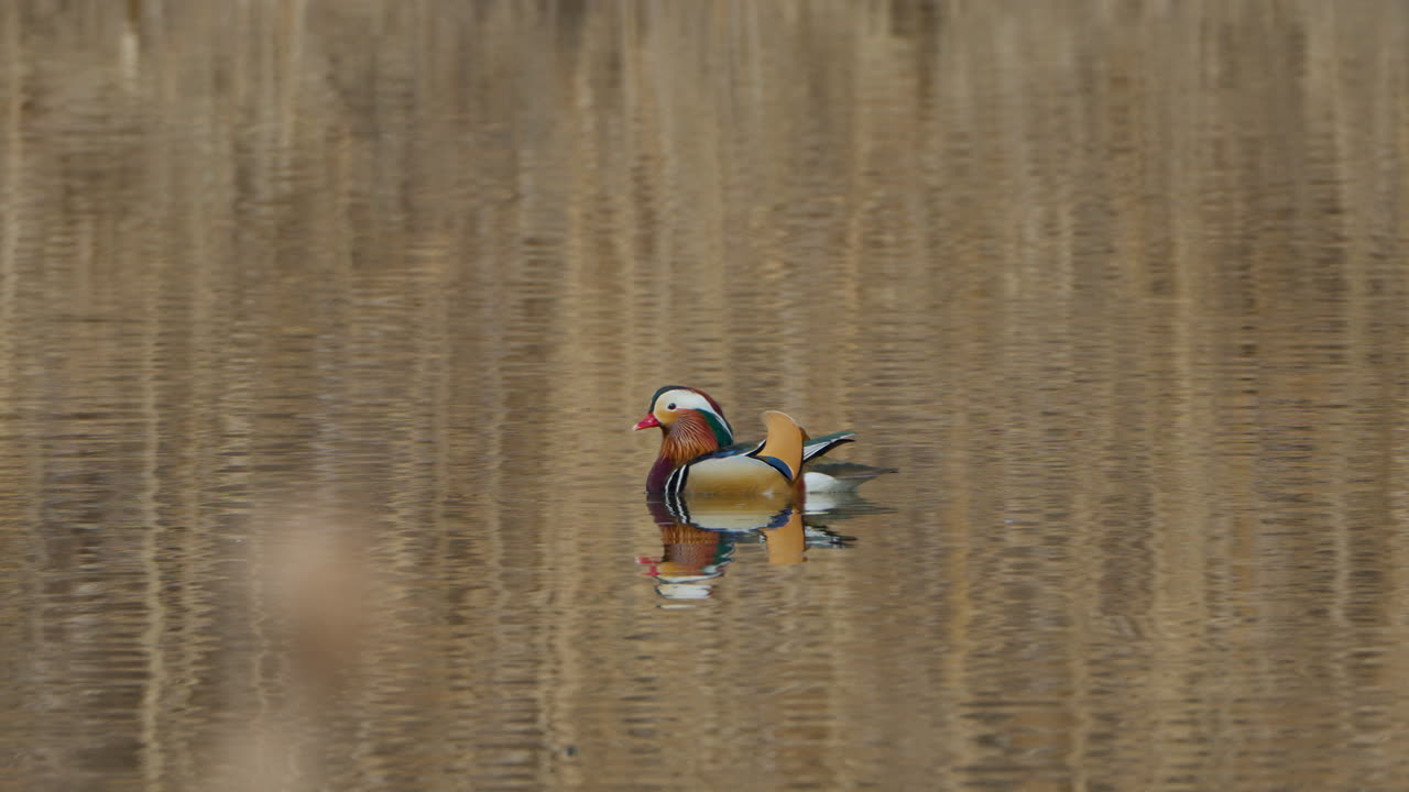 el pato mandarín nada reflejado en el agua del lago.