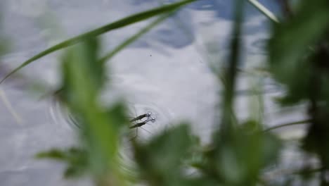 Close-up-shot-of-a-water-strider-in-a-pond-in-slow-motion