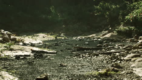 tranquil forest stream