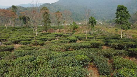 Drone-shot-or-motion-shot-of-tea-garden