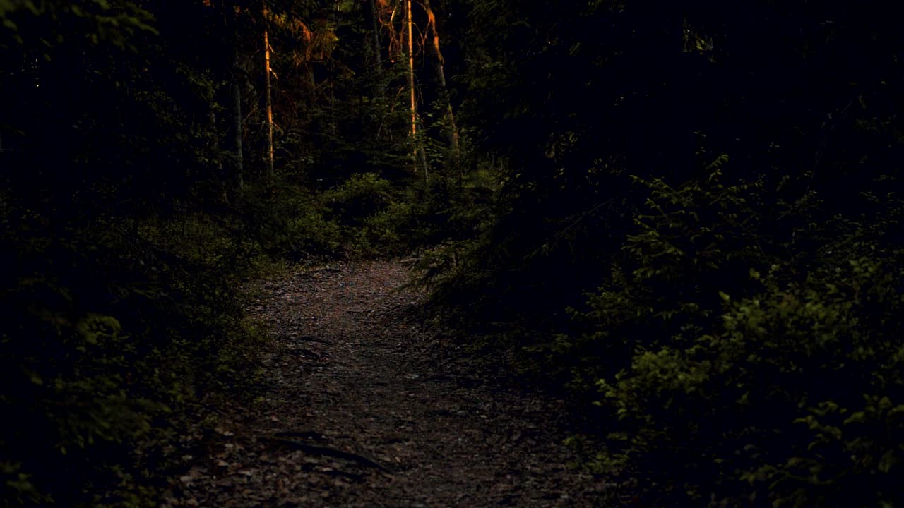 sendero del bosque oscuro al atardecer