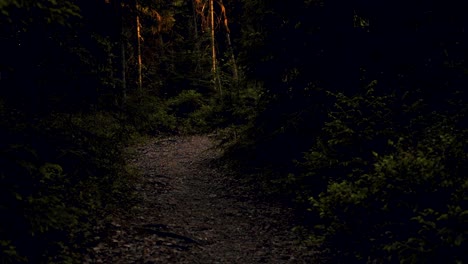 Dark-forest-trail-at-sunset