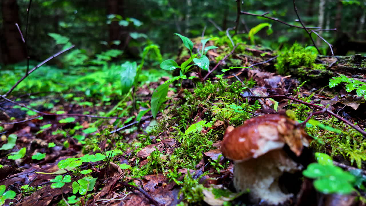 vista muy cercana de los hongos en el denso bosque durante el monzón