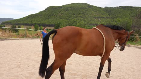horse walks in circles on a small track while tied to a rope held by a trainer for conditioning