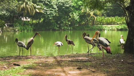 cigüeñas pintadas reunidas junto al lago rodeadas de árboles