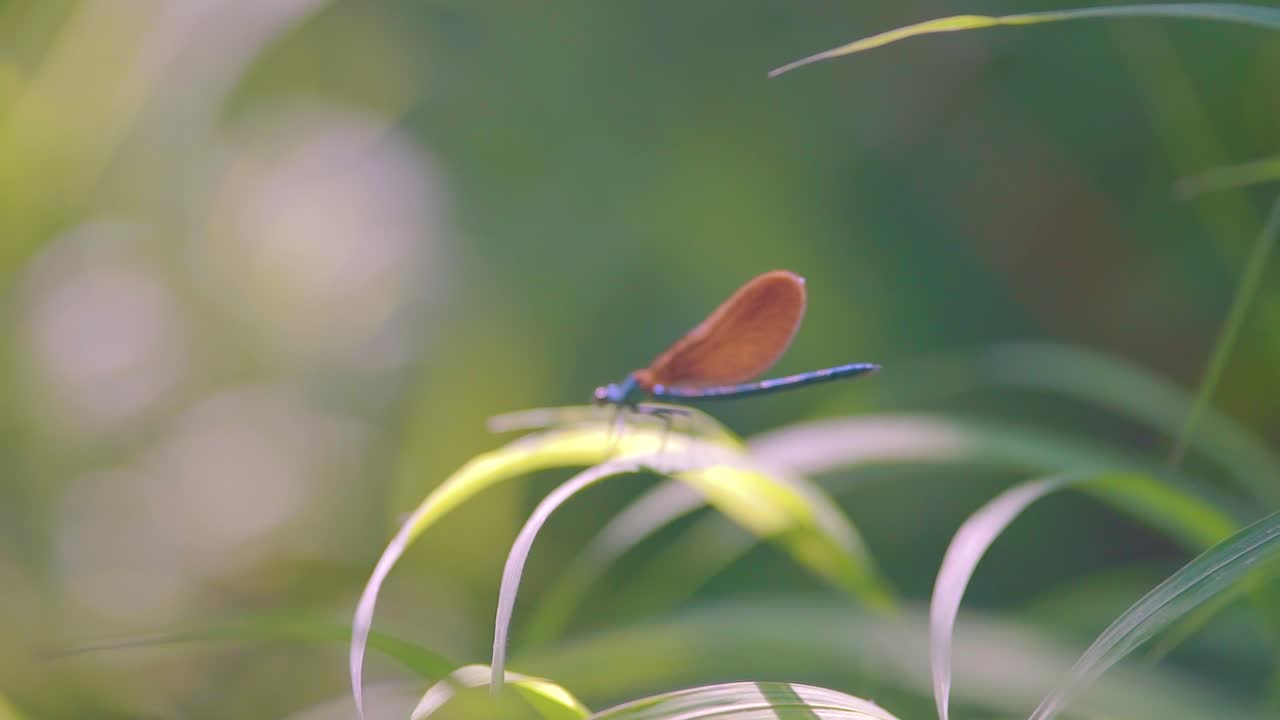 Primo piano di una libellula blu posata su una canna, una libellula gioiello d'ebano che vola via al rallentatore