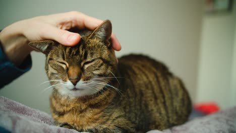 gato doméstico rayado está siendo acurrucado y acariciado por el dueño