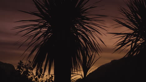 silhouette-of-Cabbage-trees-as-the-setting-sun-turns-sky-to-colour-of-fire