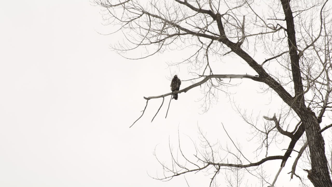 Bird of Prey Perching On Branch Of A Leafless Tree