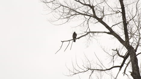 bird of prey perching on branch of a leafless tree