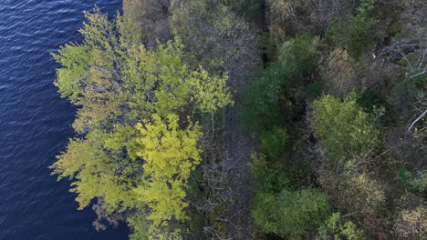 Seaside-autumn-aerial-above-forest-road,-Trengereid-Norway-tilt-up