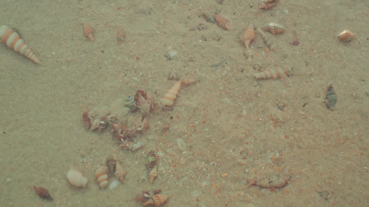 Hermit crabs crawling on the sandy seafloor, many small shells and marine life creating an underwater ecosystem, exploring ocean ecology and beach habitat