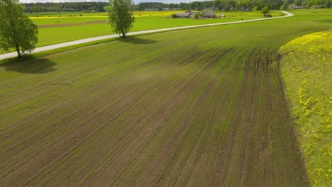 Drohnenschuss-Von-Der-Spitze-Eines-Getreidefeldes