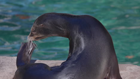 sea-lions