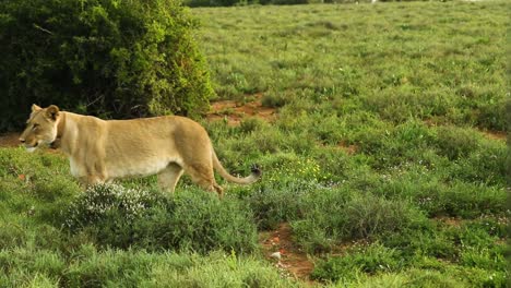 Löwin-Auf-Der-Suche-Nach-Beute-In-Savannengrasland,-Geht-Weg,-Seitenansicht