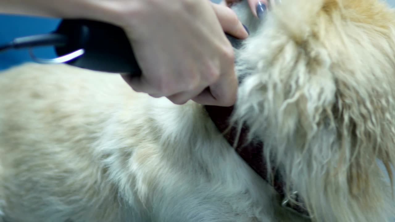 haircut of a shih-tzu dog