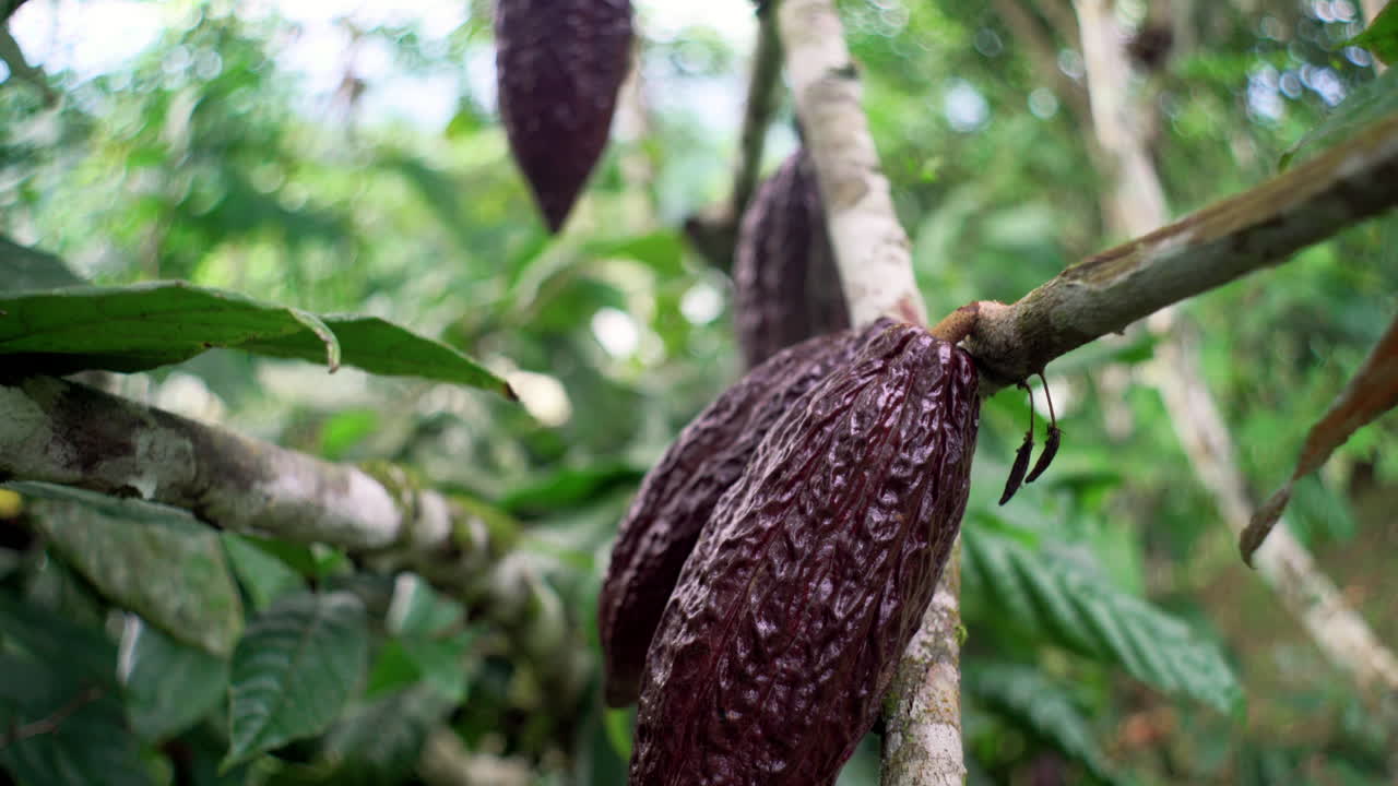 frutos de cacao maduros colgando de la planta de cacao en la selva amazónica de ecuador - vista macro